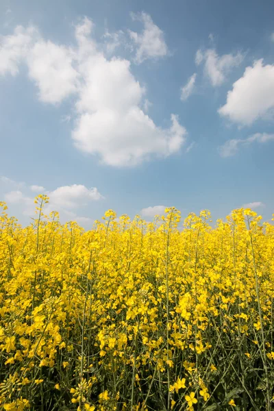 Campo Colza Fiorito Primavera — Foto Stock