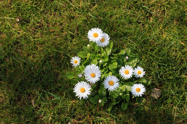 Marguerites Blanches Dans Herbe — Photo