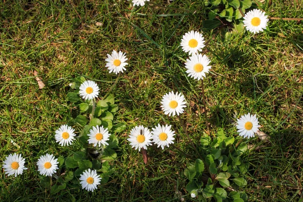 Marguerites Blanches Dans Herbe — Photo