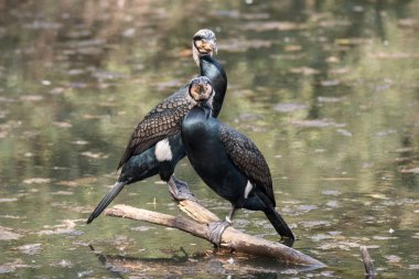 Karabatak kuşlarının manzarası