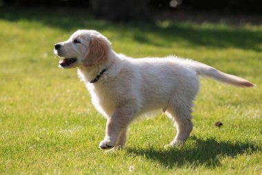 Golden Retriever köpek yavrusu bahçede eğitilmiş