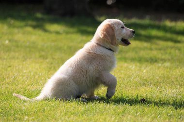 Golden Retriever köpek yavrusu bahçede eğitilmiş
