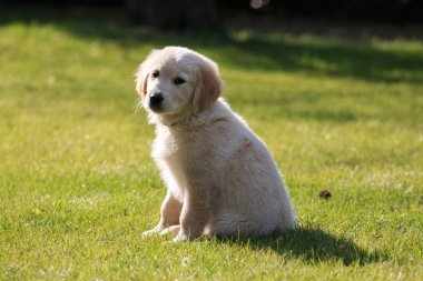 Golden Retriever köpek yavrusu bahçede eğitilmiş