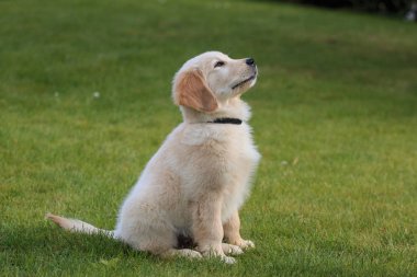 Golden Retriever köpek yavrusu bahçede eğitilmiş