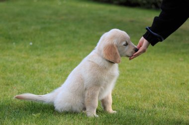 Golden Retriever köpek yavrusu bahçede eğitilmiş