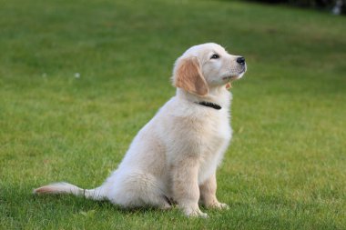 Golden Retriever köpek yavrusu bahçede eğitilmiş