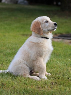 Golden Retriever köpek yavrusu bahçede eğitilmiş