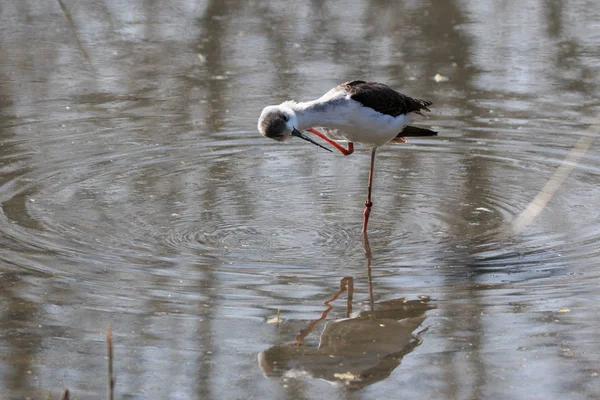 Tiro Close Stilt Himantopus Himantopus — Fotografia de Stock