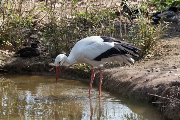 Cigüeña Blanca Agua — Foto de Stock