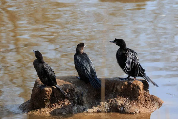 Vista Panorámica Las Aves Cormoranes —  Fotos de Stock