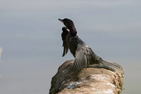 Manzaralı Karabatak Kuşu Manzarası — Stok fotoğraf