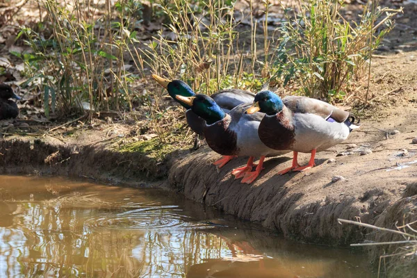 Ducks Shore Lake — Stock Photo, Image