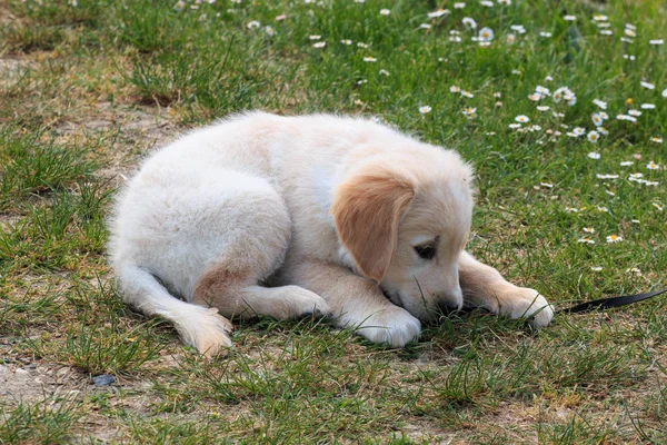 Golden Retriever Cachorro Entrena Jardín —  Fotos de Stock