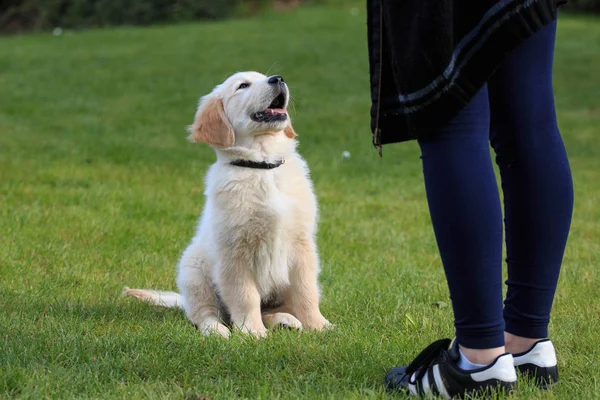 golden Retriever köpek eğitimi sırasında bahçede