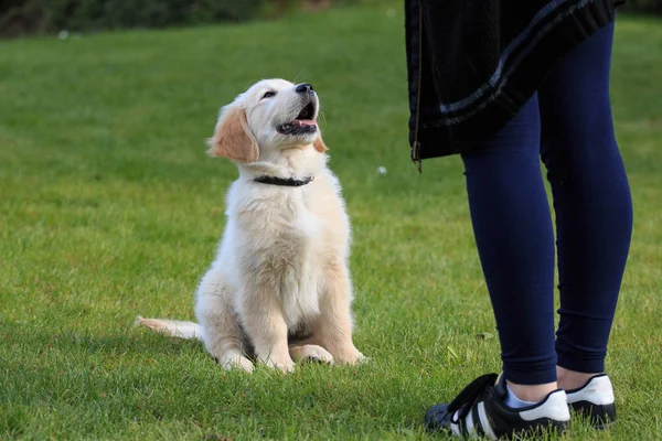 Perro Cachorro Golden Retriever Jardín Durante Entrenamiento — Foto de Stock
