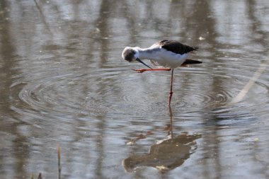 bir yakın çekim stilt (Himantopus himantopus)