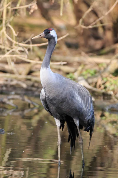 Czapla Szara Ardea Cinerea Wodzie — Zdjęcie stockowe