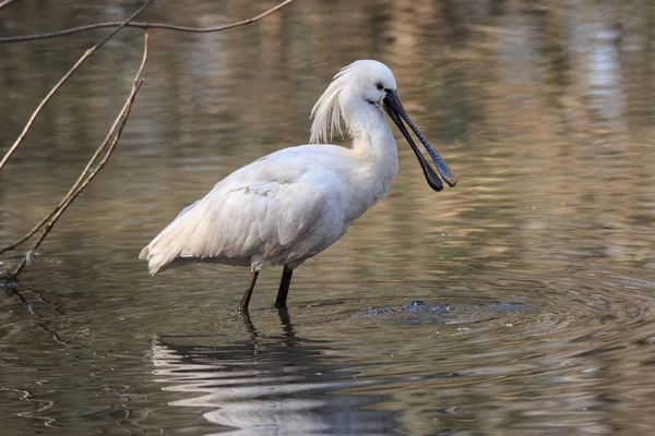 Löffler Platalea Leucorodia Wasser — Stockfoto