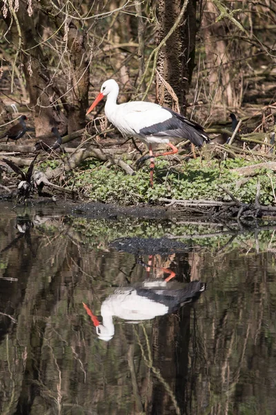 Vit Stork Vattnet — Stockfoto