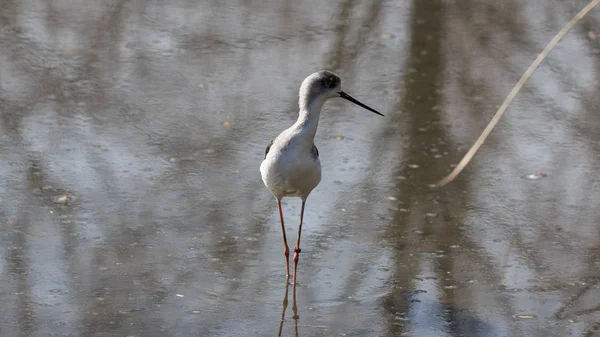 Ujęcie Zbliżeniowe Szczudła Himantopus Himantopus — Zdjęcie stockowe