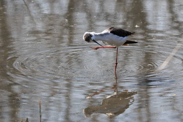 bir yakın çekim stilt (Himantopus himantopus)