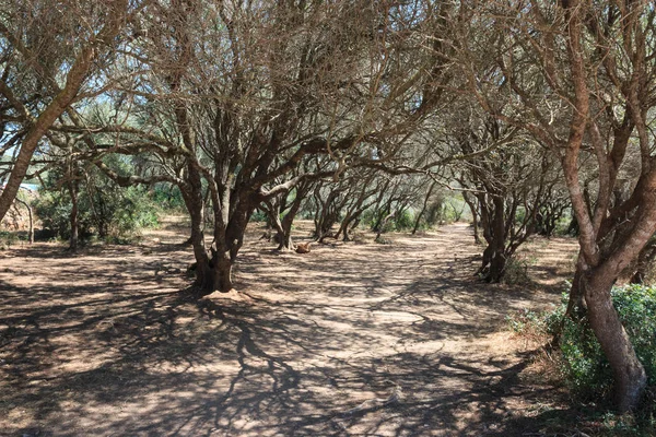 Foresta Sull Isola Minorca — Foto Stock