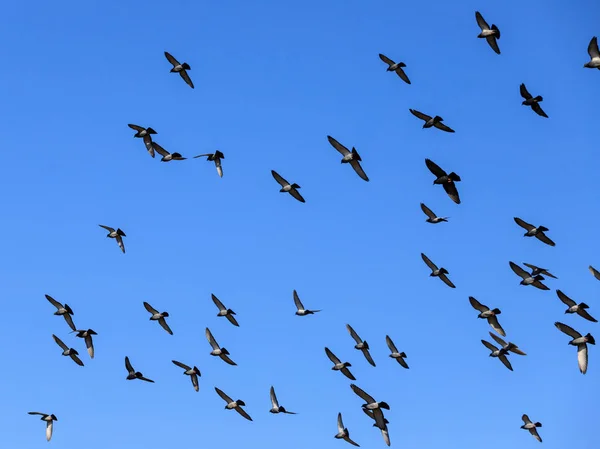 Starling Pták Modrá Obloha — Stock fotografie