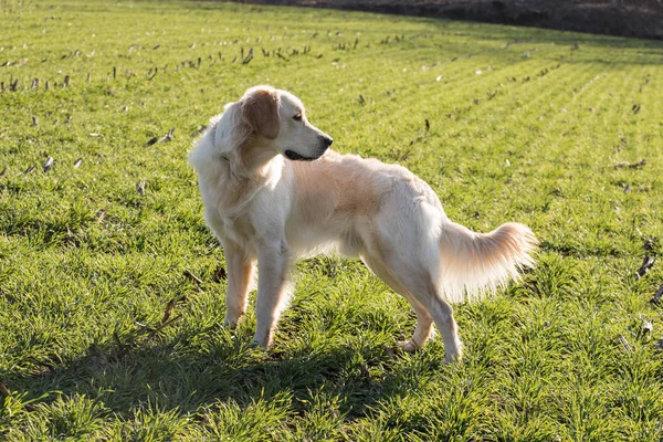 Golden Retriever Perro Prado —  Fotos de Stock