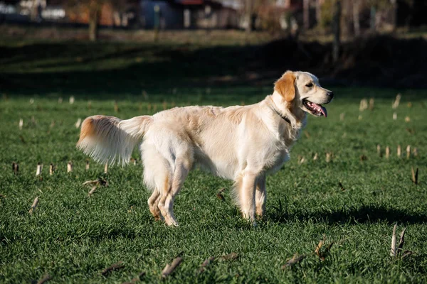 Golden Retriever Perro Prado —  Fotos de Stock