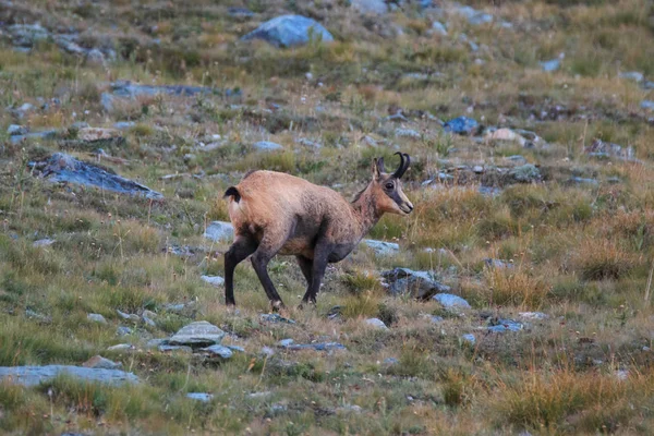 Gems Rupicapra Rupicapra Valnontey Het Nationaal Park Gran Paradiso — Stockfoto