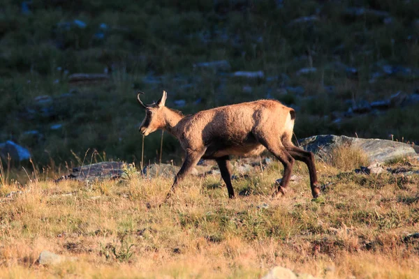 Gems Rupicapra Rupicapra Valnontey Het Nationaal Park Gran Paradiso — Stockfoto