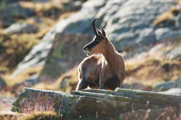 Chamois Rupicapra Rupicapra Valnontey Parque Nacional Gran Paradiso — Fotografia de Stock