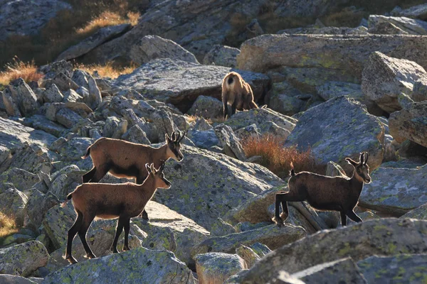 Gems Rupicapra Rupicapra Valnontey Het Nationaal Park Gran Paradiso — Stockfoto