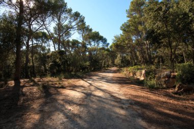 Ormanda yol
