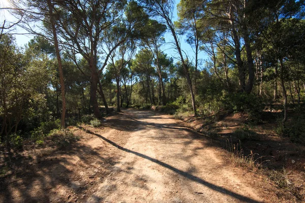 Vacker Utsikt Över Skogen — Stockfoto