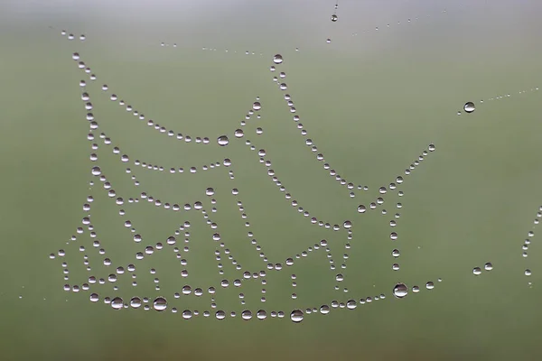 Dew Drops Spiderweb — Stock Photo, Image