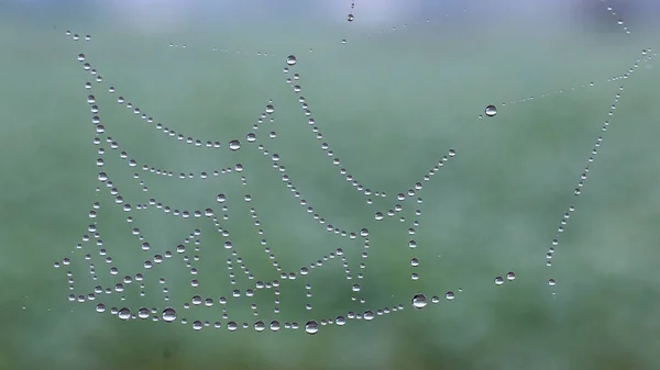 Dew Drops Spiderweb — Stock Photo, Image