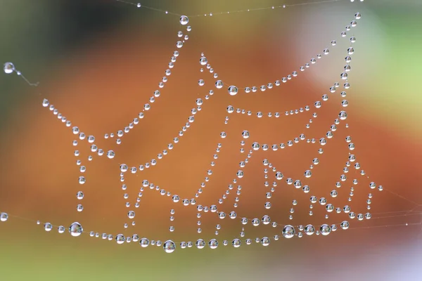 Dew Drops Spiderweb — Stock Photo, Image