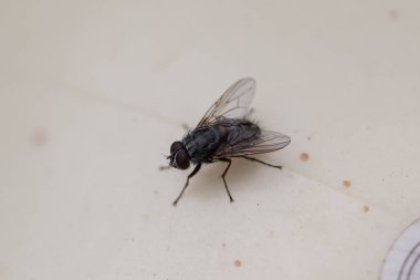 sinek böceğine yakın çekim, seçici odak