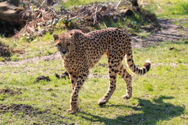 Gepard Parku — Zdjęcie stockowe