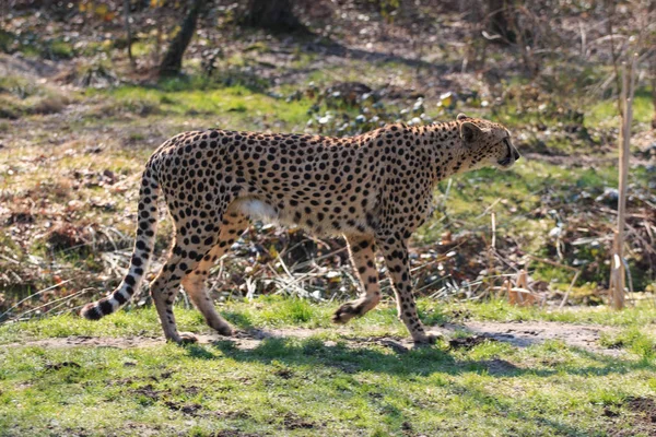 Gepard Parku — Zdjęcie stockowe