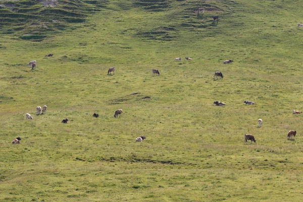 牧草地で放牧された牛の群れは — ストック写真
