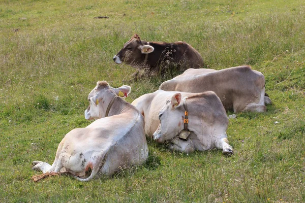 Krávy Louce — Stock fotografie