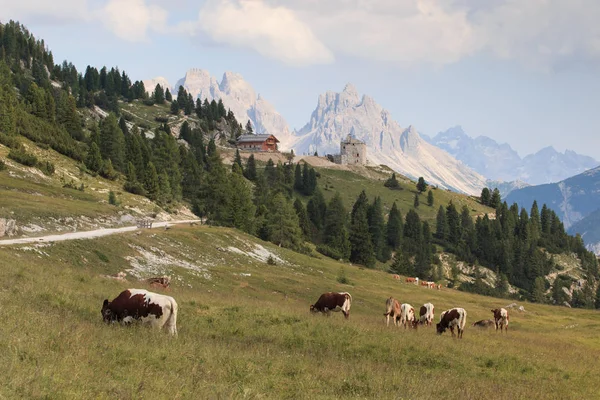 美丽的风景 山上有一群奶牛 — 图库照片