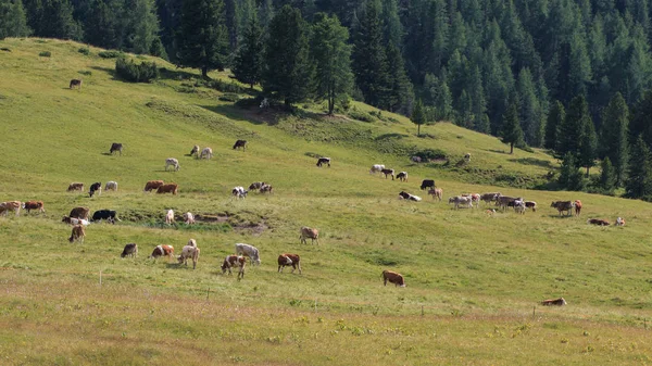 一群奶牛在绿色的草地上吃草 — 图库照片