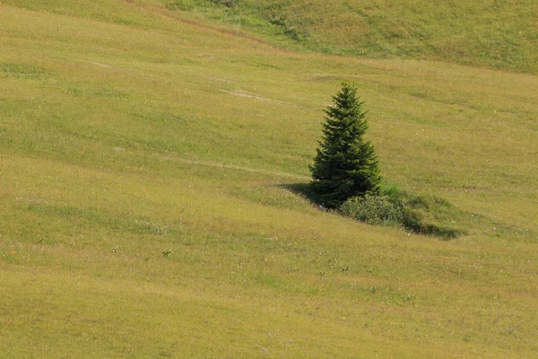 Prato Piazza Trentino Alto Adige Dolomiti — Foto Stock