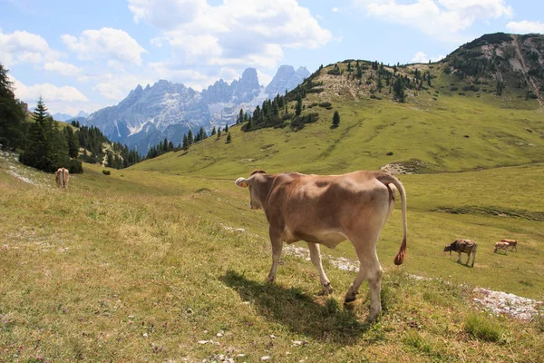 奶牛在山上吃草 — 图库照片