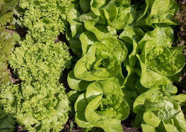 Setzlinge Gemüsegarten — Stockfoto