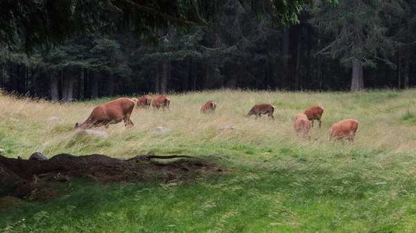 Cervo Nel Parco Naturale Paneveggio Trentino Alto Adige — Foto Stock