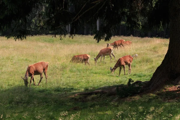 Jeleń Naturalnym Parku Panneggio Trentino Alto Adige — Zdjęcie stockowe